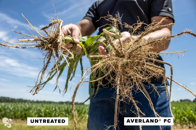 AV vs Untreated-2-1