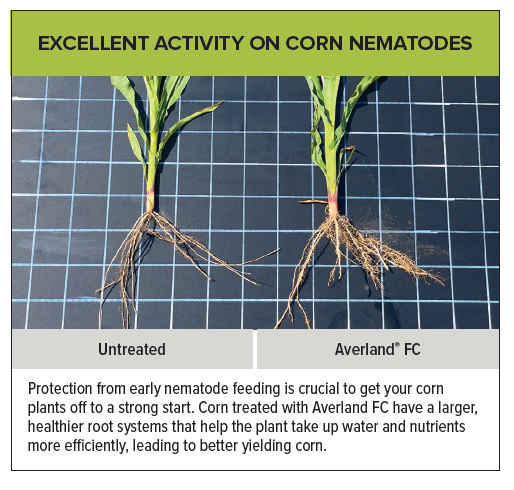 Averland FC corn roots